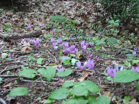 ciclamini_collechiarino